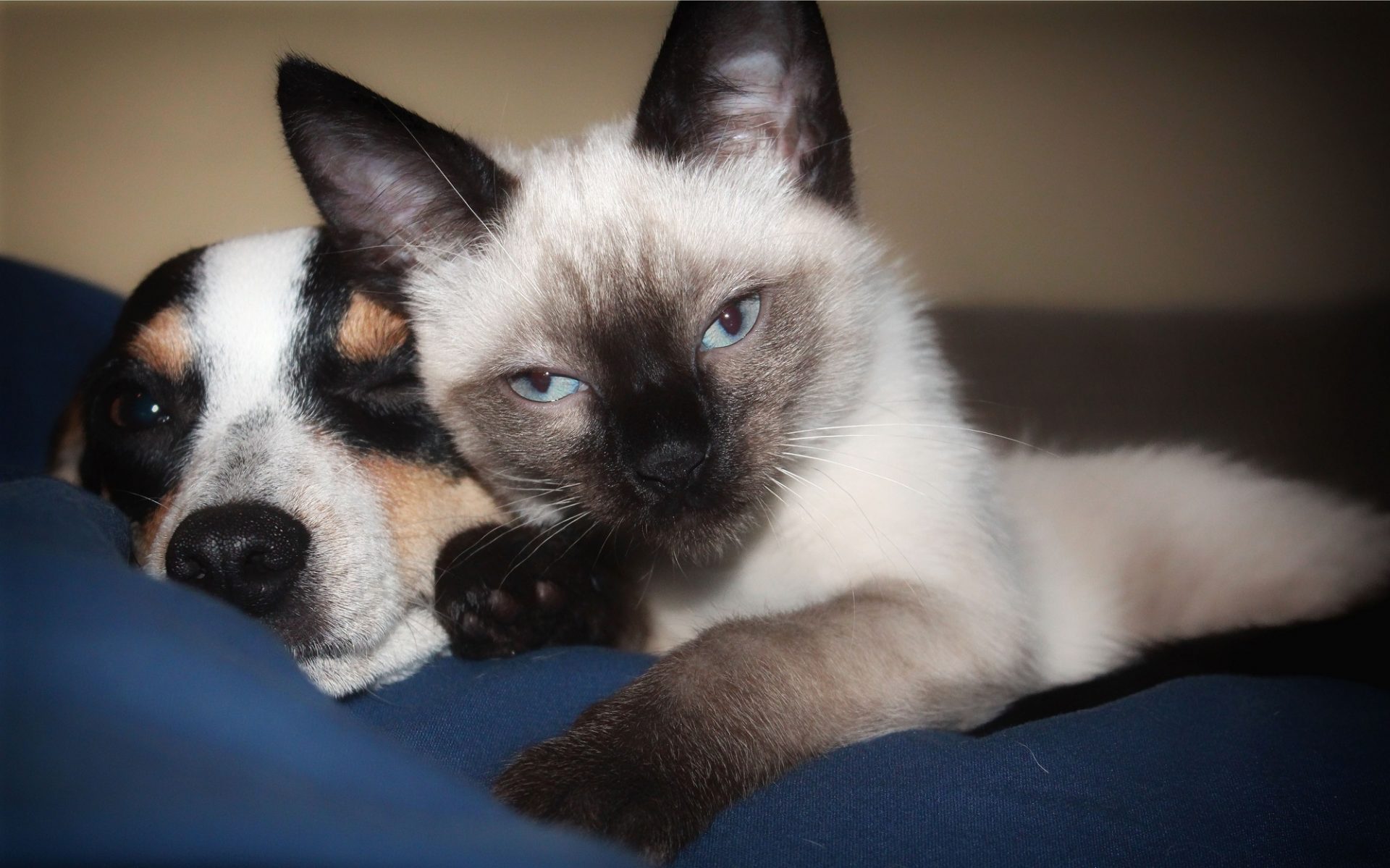 S Entendre Comme Chien Et Chats Troyes Champagne Tourisme