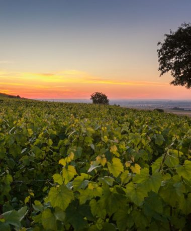 De vignes et de craie