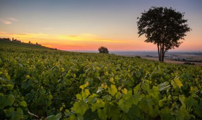 De vignes et de craie