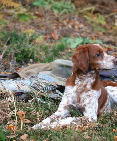 La fédération des chasseurs de l&rsquo;Aube
