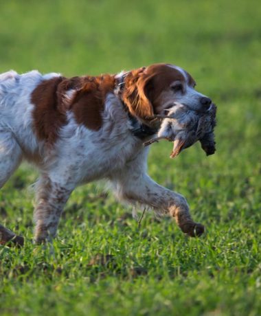 Trouver un territoire de chasse dans l&rsquo;Aube