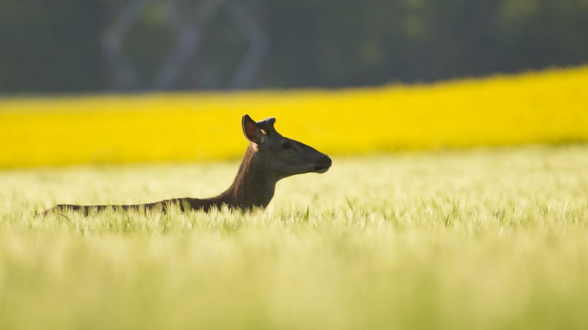 La fédération des chasseurs de l’Aube