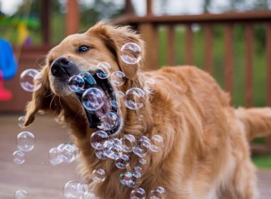 Le « Toutourisme, c’est wouaffement bien ! »