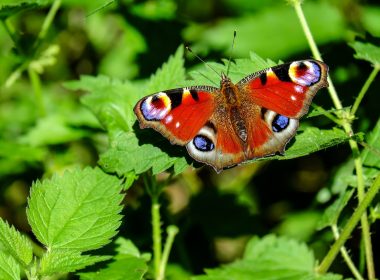 Le paon du jour et l’ortie