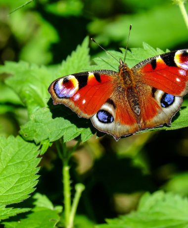 Le paon du jour et l’ortie