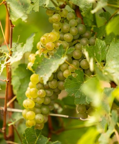 La Côte des Bar, un terroir d’exception