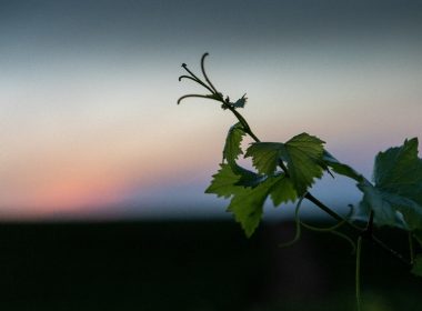 Du Champagne aux portes de Troyes