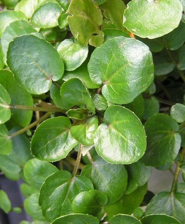 Salade de cressonnette