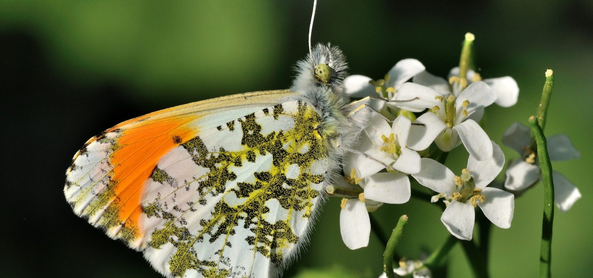 L’aurore orangée et sa crucifère hôtelière