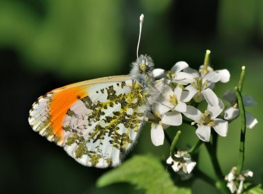 L’aurore orangée et sa crucifère hôtelière