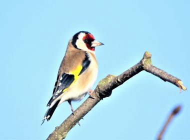 Altière cardère et coquet chardonneret