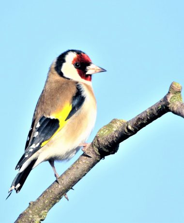 Altière cardère et coquet chardonneret