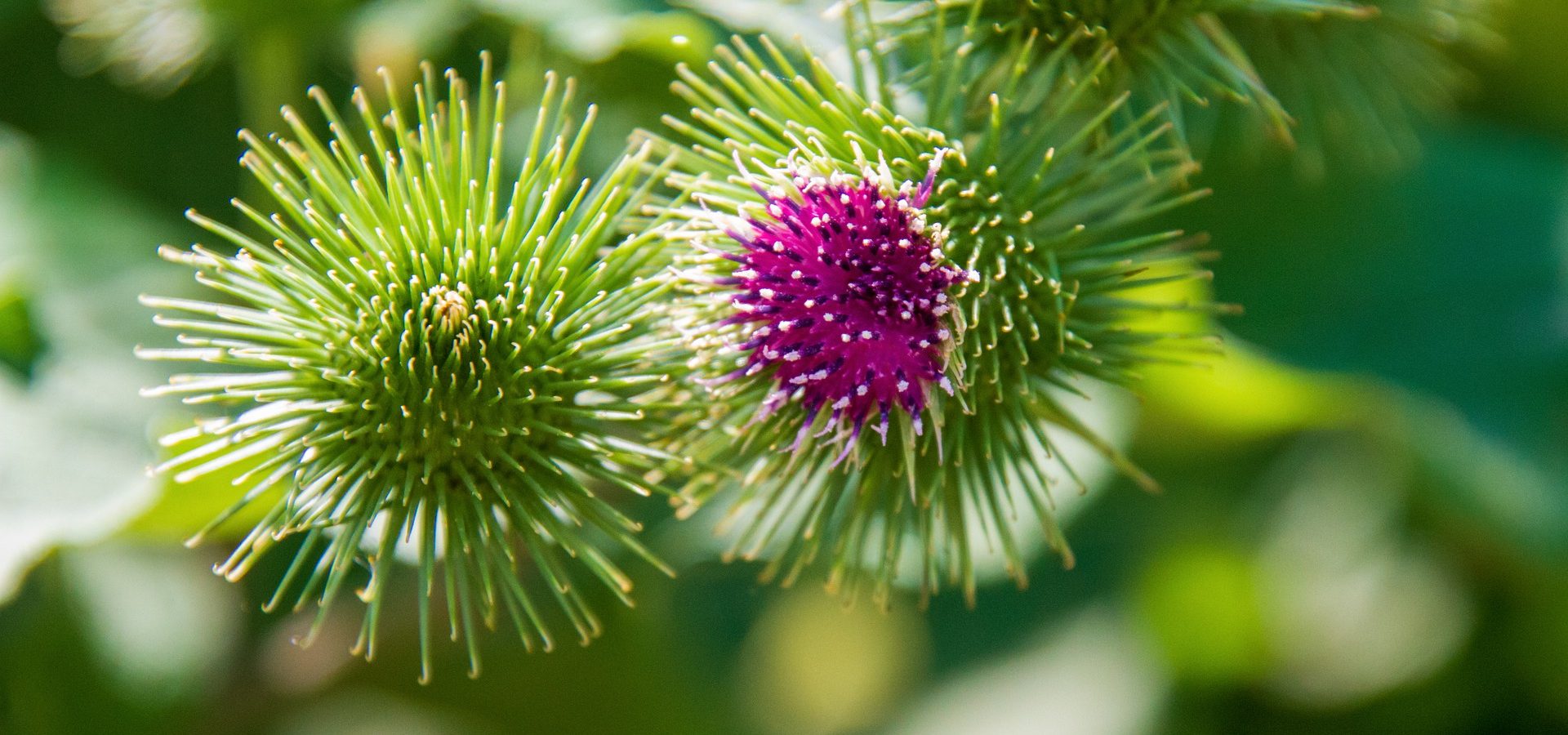 La bardane et Franck, le chien contemplatif