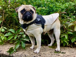 La bardane et Franck, le chien contemplatif