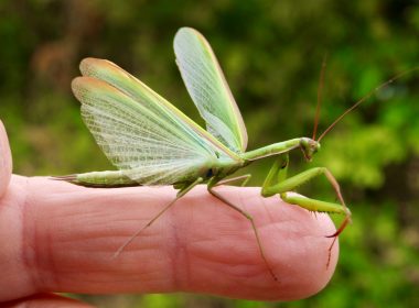La pieuse et troublante mante religieuse