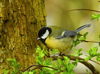 La charbonnière et Jack-Jack, le chat pacifique