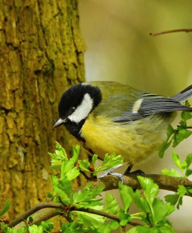 La charbonnière et Jack-Jack, le chat pacifique