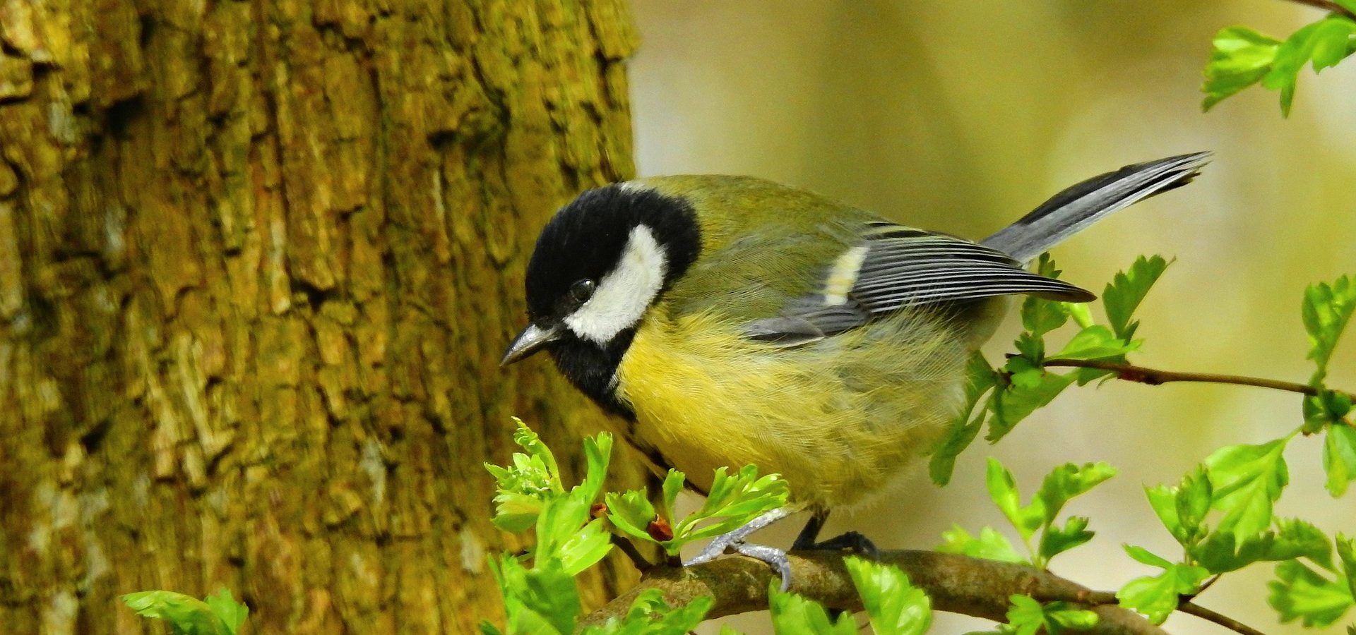 La charbonnière et Jack-Jack, le chat pacifique