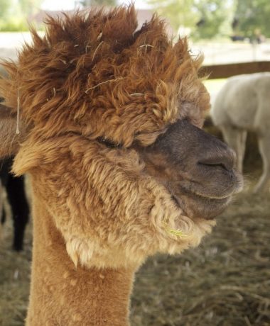 A la découverte d’un élevage d’animaux laineux unique en France