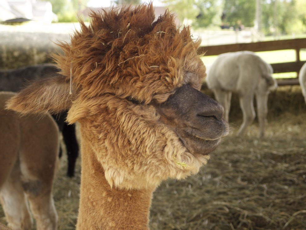 A la découverte d’un élevage d’animaux laineux unique en France