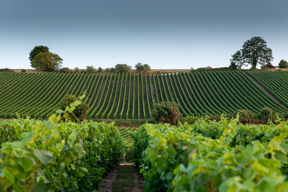 Montgueux, le champagne aux portes de Troyes