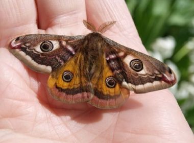 Pétillant Aubois petit paon de nuit