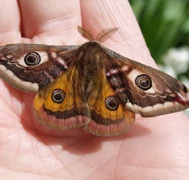 Pétillant Aubois petit paon de nuit