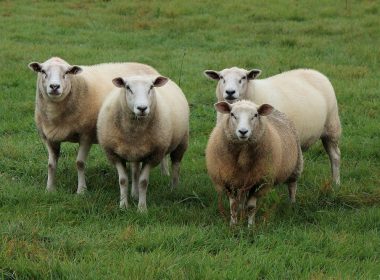 « 99 moutons et un champenois font 100 bêtes »