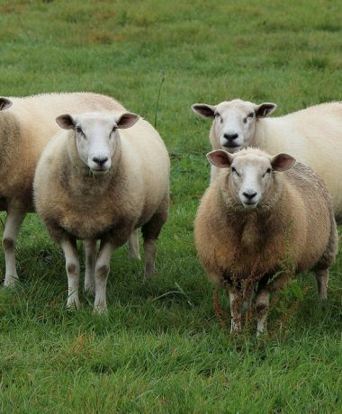 « 99 moutons et un champenois font 100 bêtes »