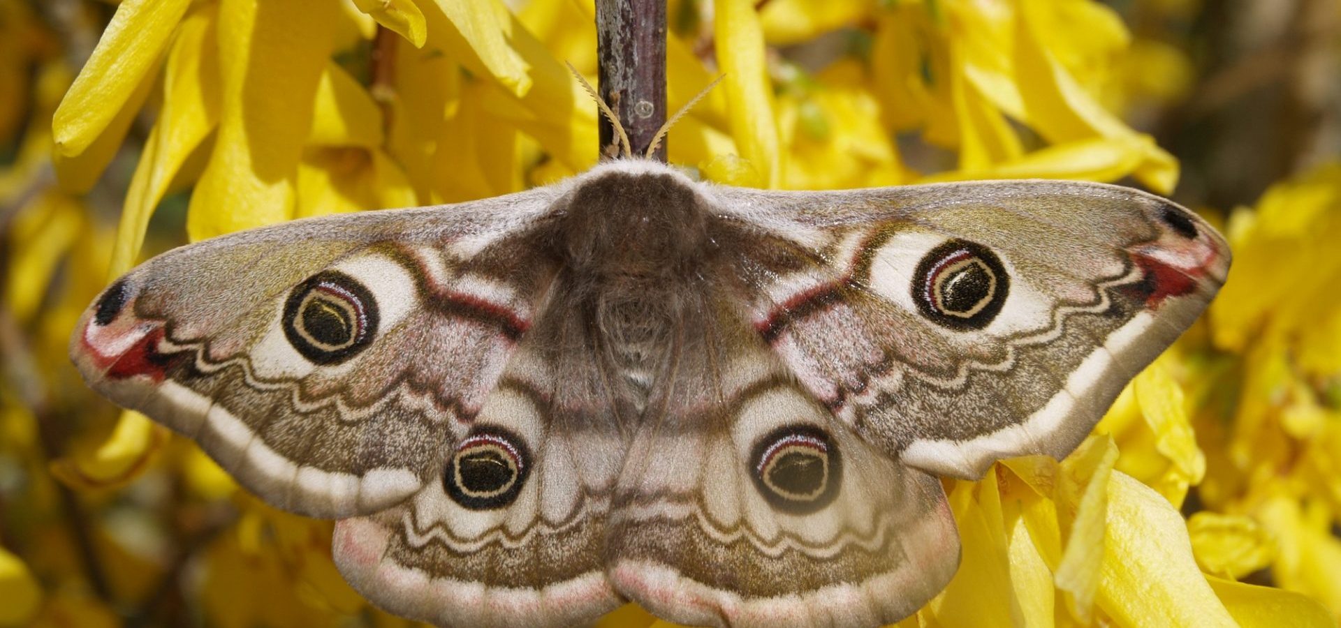 Les amours du sémillant petit paon de nuit champenois