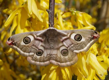 Les amours du sémillant petit paon de nuit champenois