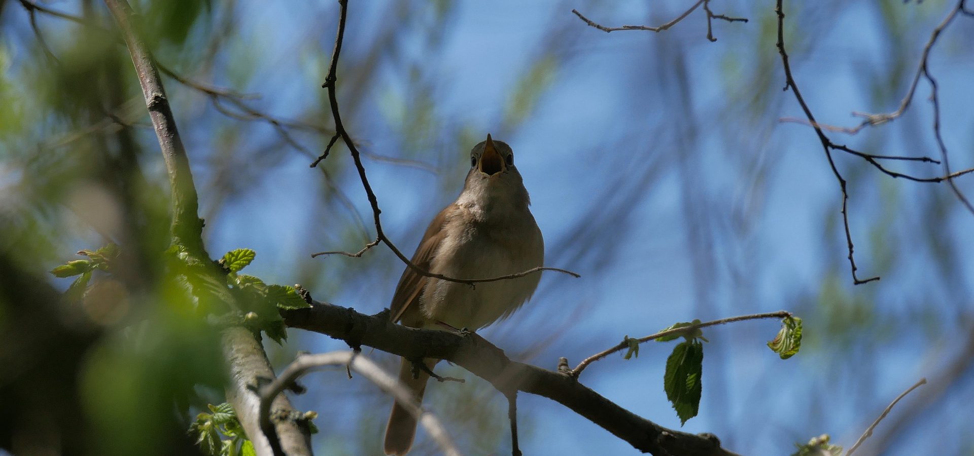 En hommage à l’Ambassadeur des oiseaux