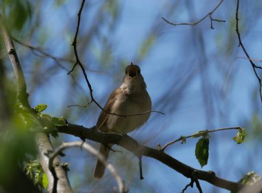 En hommage à l’Ambassadeur des oiseaux
