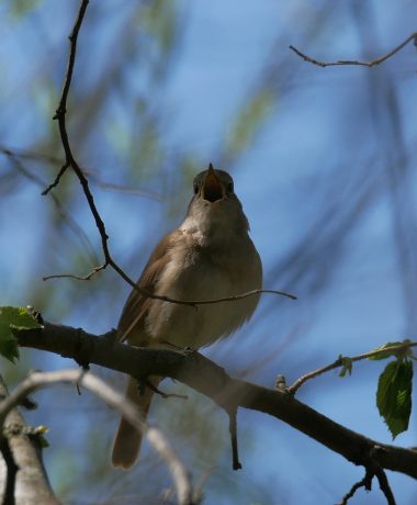 En hommage à l’Ambassadeur des oiseaux
