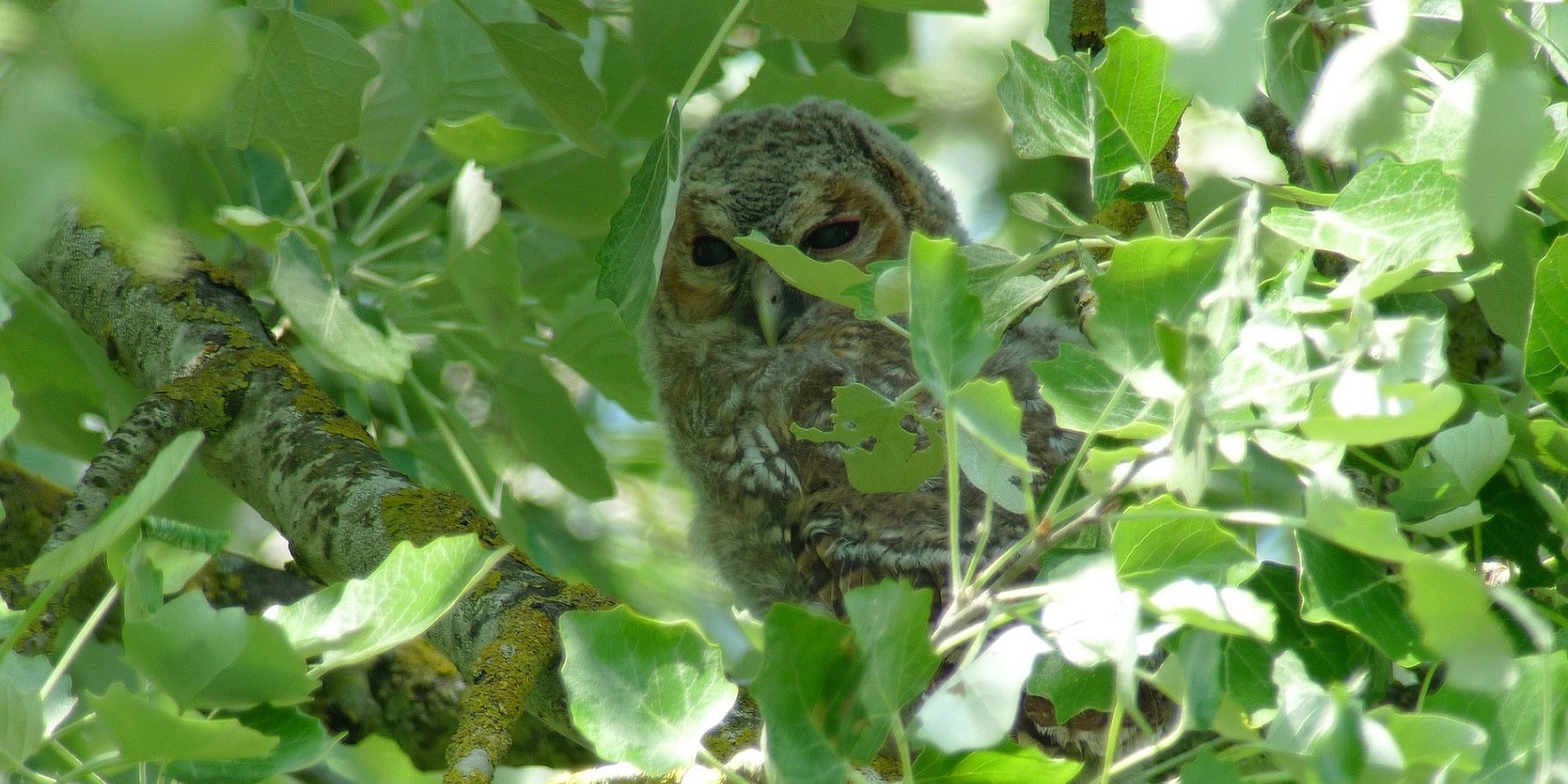 Nuits blanches de reines rousses