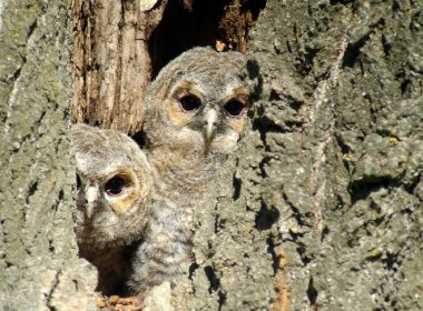 Nuits blanches de reines rousses