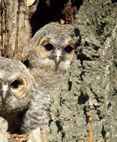 Nuits blanches de reines rousses