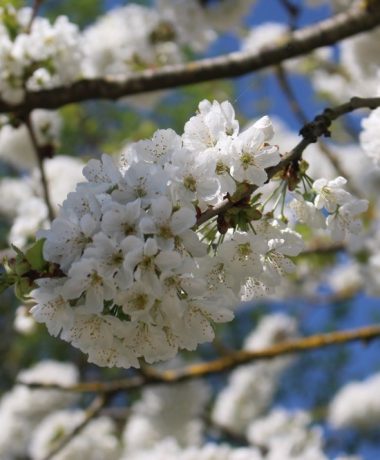 Côté biodiversité
