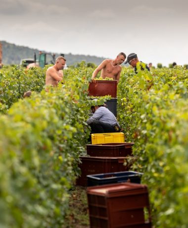 Montgueux, le champagne aux portes de Troyes