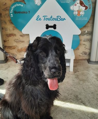 Voyagez avec votre « toutou »