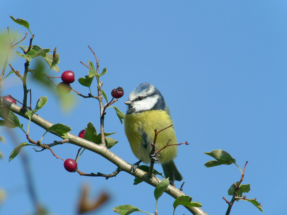 Neuf nuances de blue chez la Mésange bleue