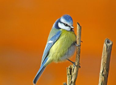 Neuf nuances de blue chez la Mésange bleue