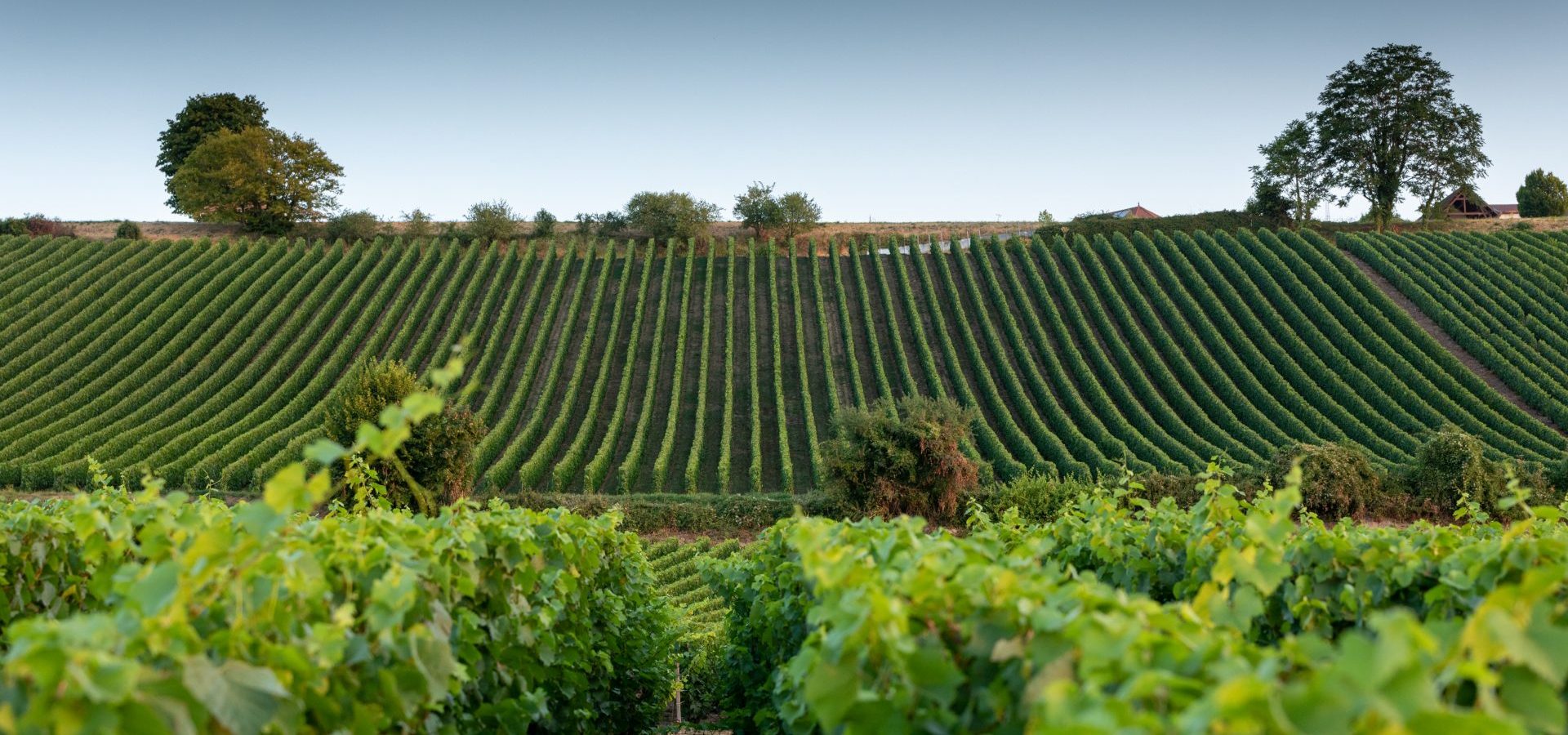 Montgueux, le champagne aux portes de Troyes