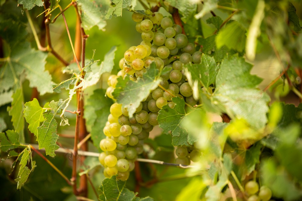 Le champagne se donne bonne contenance