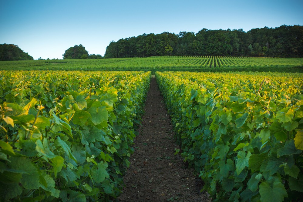 La route touristique du Champagne