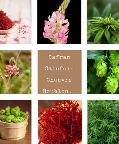 Plantes rares, producteurs méconnus