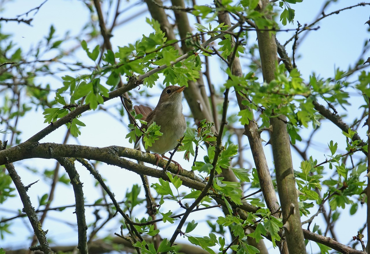Le rossignol philomèle