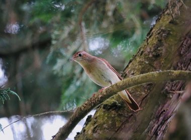 Le rossignol philomèle