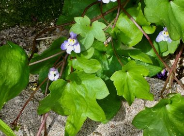 Ruines-de-Rome : la vie à tout prix