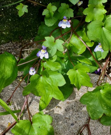 Ruines-de-Rome : la vie à tout prix
